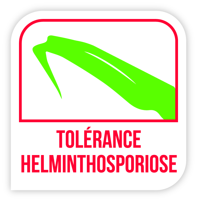 Visuel Tolérance helminthosporiose